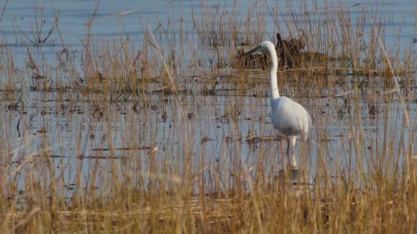 Den Stora Egern Lever Fisk Egretta Alba Skyddade Fågelarter — Stockvideo