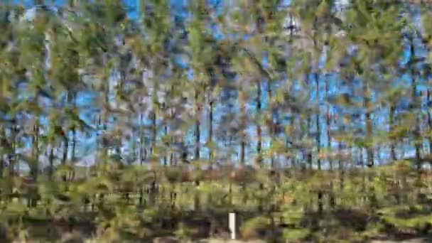 Blick Aus Dem Autofenster Das Auto Rauscht Durch Die Landschaft — Stockvideo