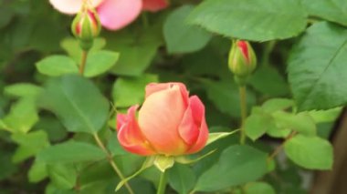 Dallarda genç gül tomurcukları. Bebek odasında bahar gülleri. Baharda gül çalıları