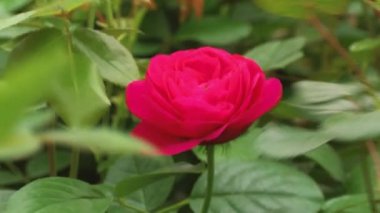 Dallarda genç gül tomurcukları. Bebek odasında bahar gülleri. Baharda gül çalıları