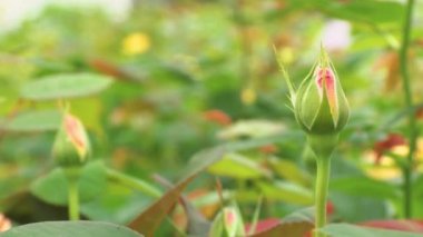 Dallarda genç gül tomurcukları. Bebek odasında bahar gülleri. Baharda gül çalıları