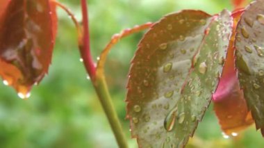 Bir gülün yeşil yapraklarına yağmur damlaları düşer