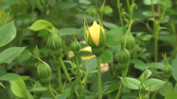 枝に若いバラの芽 保育園の春のバラ 春にバラの茂み — ストック動画