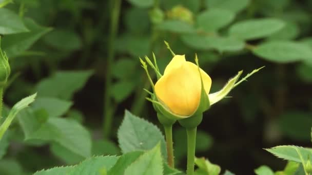 Young Rose Buds Branches Spring Roses Nursery Rose Bushes Spring — Stock Video