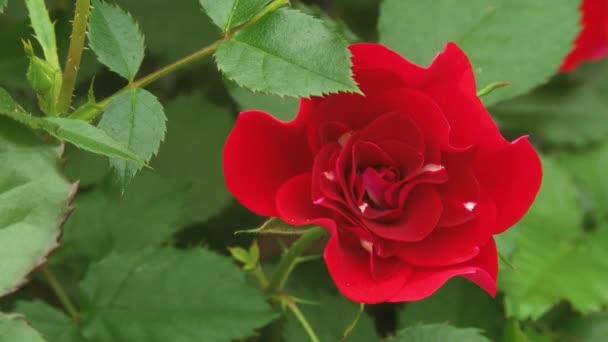 Young Rose Buds Branches Spring Roses Nursery Rose Bushes Spring — Stock Video