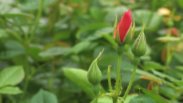 枝に若いバラの芽 保育園の春のバラ 春にバラの茂み — ストック動画