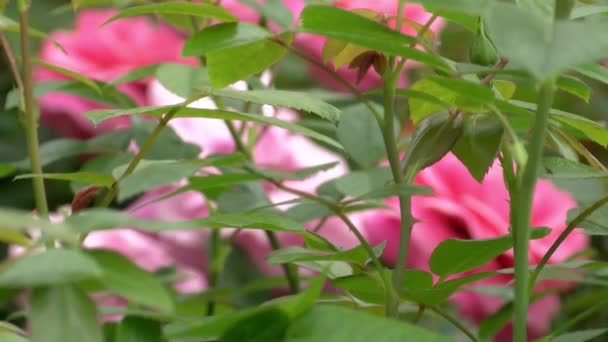 枝に若いバラの芽 保育園の春のバラ 春にバラの茂み — ストック動画