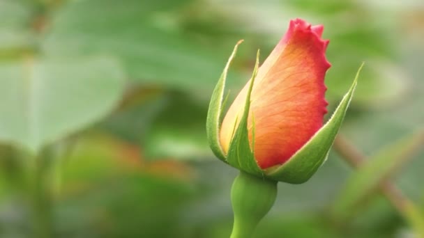 Fiatal Rózsabimbók Ágakon Tavaszi Rózsák Gyerekszobában Rózsabokrok Tavasszal — Stock videók