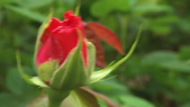 Jovens Botões Rosa Nos Ramos Rosas Primavera Berçário Arbustos Rosa — Vídeo de Stock