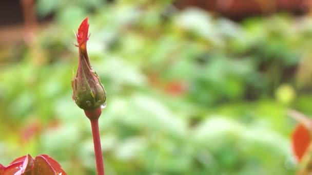 Regendruppels Vallen Groene Bladeren Van Een Roos — Stockvideo