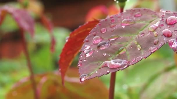 Raindrops Fall Green Leaves Rose — Stock Video