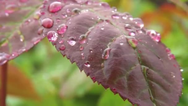 バラの緑の葉に雨滴が降る — ストック動画