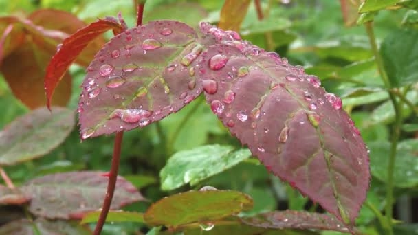 Caen Gotas Lluvia Sobre Las Hojas Verdes Una Rosa — Vídeo de stock