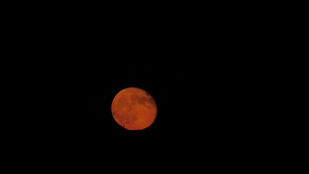 Mooie Rode Maan Beweegt Snel Achter Zwarte Wolken — Stockvideo