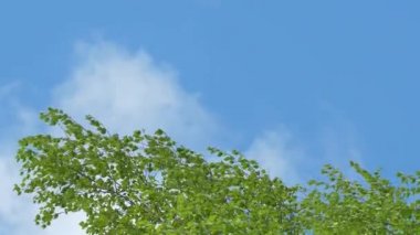 Ağaç dalları rüzgarda eğilir. Yeni yeşil huş yaprakları 