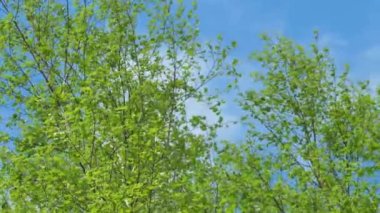 Ağaç dalları rüzgarda eğilir. Yeni yeşil huş yaprakları 