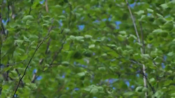 Gałęzie Brzozy Zginają Się Wietrze Nowe Zielone Liście Brzozy — Wideo stockowe