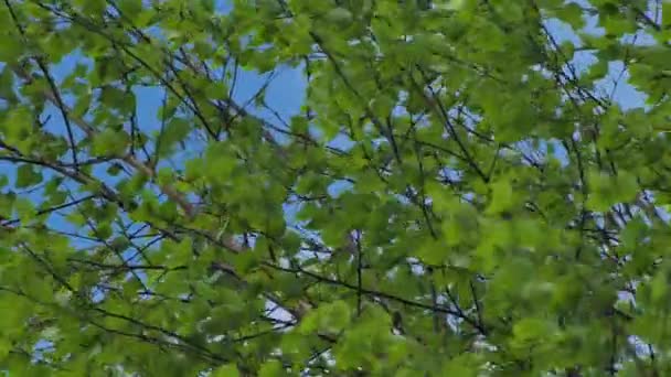 Birch Branches Bend Wind New Green Birch Leaves — Stock Video