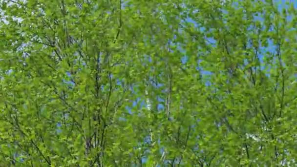 자작나무 가지들 바람에 꺾인다 새로운 자작나무 — 비디오