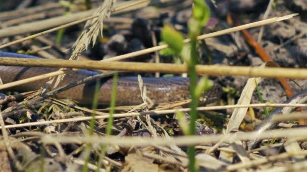 蚯蚓在干草上爬行 Anguis Frailis — 图库视频影像