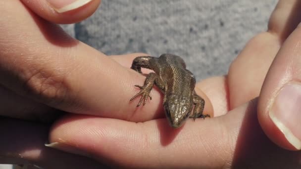 Lézard Vivipare Rampe Sur Herbe Sèche Lacerta Vivipara Jacq — Video