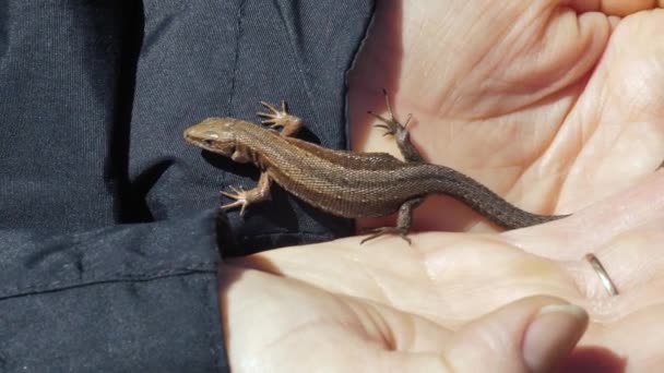 Lagarto Vivíparo Rasteja Grama Seca Lacerta Vivipara Jacq — Vídeo de Stock