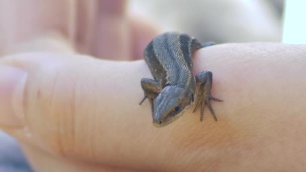 Viviparous Lizard Crawls Dry Grass Lacerta Vivipara Jacq — Stock Video