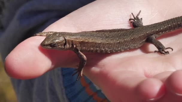 Lagarto Vívido Arrastra Sobre Hierba Seca Lacerta Vivipara Jacq — Vídeos de Stock