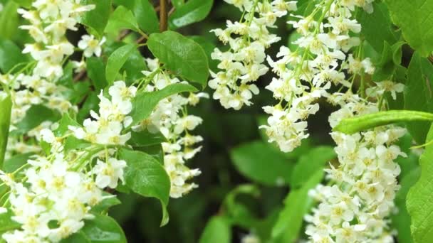 Vogel Kirschblüten Nass Vom Regen Regentropfen Fallen Auf Den Vogel — Stockvideo