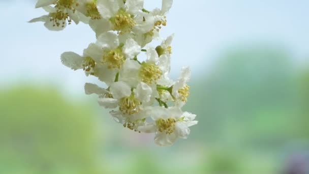 Madár Cseresznye Virág Nedves Esőtől Eső Cseppek Hullanak Madárra Cseresznye — Stock videók