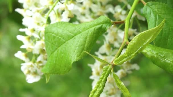 Oiseau Fleurs Cerisier Mouillées Par Pluie Des Gouttes Pluie Tombent — Video