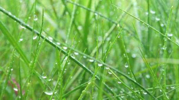 Herbe Verte Avec Gouttes Pluie Cuire Sur Herbe Verte Pleut — Video