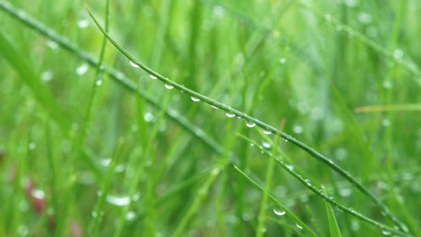 有雨滴 在绿色的草地上露水 下着雨在草地上 — 图库视频影像