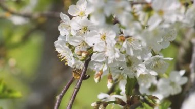 Arı döllenmiş tatlı kiraz çiçekleri baharda. Beyaz kiraz çiçekleri
