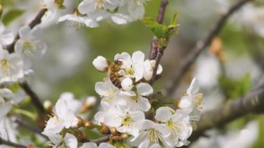 Arı döllenmiş tatlı kiraz çiçekleri baharda. Beyaz kiraz çiçekleri