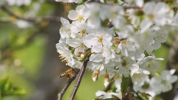 Bienen Bestäubten Süßkirschblüten Frühjahr Weiße Kirschblüten — Stockvideo