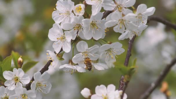 Arı Döllenmiş Tatlı Kiraz Çiçekleri Baharda Beyaz Kiraz Çiçekleri — Stok video