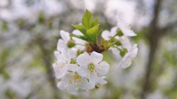 Flores Cerezo Dulce Primavera Flores Cerezo Blanco — Vídeo de stock