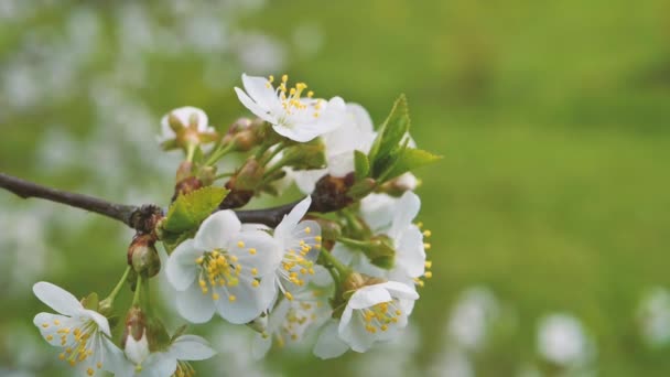 春には甘い桜 — ストック動画