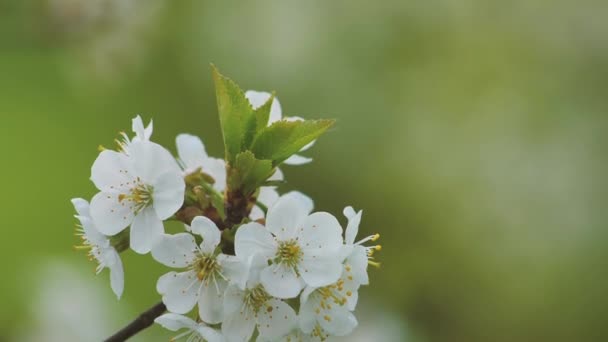 Wiosną Kwitnie Słodka Wiśnia Kwiaty Wiśni Białej — Wideo stockowe
