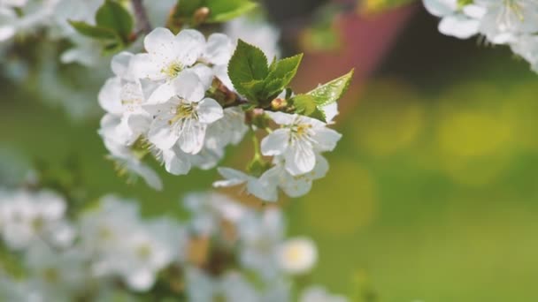 Flores Cereja Doces Primavera Flores Brancas Cereja — Vídeo de Stock