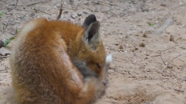 Junger Rotfuchs Freier Wildbahn Das Jungtier Sitzt Neben Seiner Höhle — Stockvideo