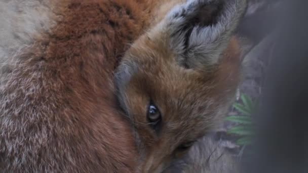 Młody Czerwony Lis Dziczy Młode Siedzi Obok Swojej Nory Słodki — Wideo stockowe