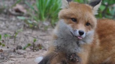 Vahşi doğadaki genç kızıl tilki. Yavru mağarasının yanında oturuyor. Şirin kızıl tilki yavrusu çimlerin üzerinde duruyor ve kameraya bakıyor. Kızıl tilki yaklaş. Yavaş çekim Avrupa tilkisi.
