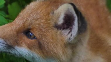 Vahşi doğadaki genç kızıl tilki. Yavru mağarasının yanında oturuyor. Şirin kızıl tilki yavrusu çimlerin üzerinde duruyor ve kameraya bakıyor. Kızıl tilki yaklaş. Yavaş çekim Avrupa tilkisi.