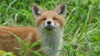 Vahşi doğadaki genç kızıl tilki. Yavru mağarasının yanında oturuyor. Şirin kızıl tilki yavrusu çimlerin üzerinde duruyor ve kameraya bakıyor. Kızıl tilki yaklaş. Yavaş çekim Avrupa tilkisi.