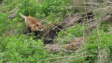 Vahşi doğadaki genç kızıl tilki. Yavru mağarasının yanında oturuyor. Şirin kızıl tilki yavrusu çimlerin üzerinde duruyor ve kameraya bakıyor. Kızıl tilki yaklaş. Yavaş çekim Avrupa tilkisi.