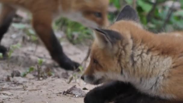 Vahşi Doğadaki Genç Kızıl Tilki Yavru Mağarasının Yanında Oturuyor Şirin — Stok video