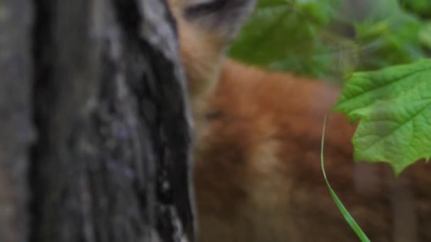 Raposa Vermelha Jovem Natureza Filhote Senta Lado Seu Covil Filhote — Vídeo de Stock
