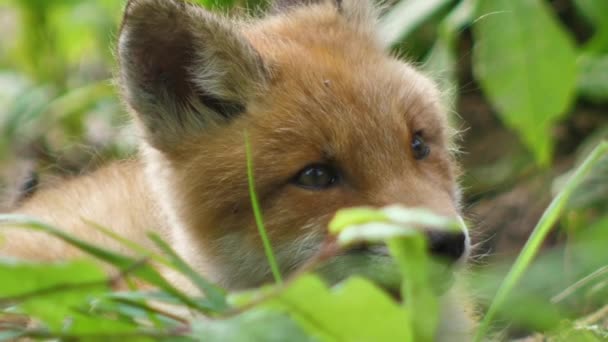 Giovane Volpe Rossa Allo Stato Brado Cucciolo Siede Accanto Alla — Video Stock